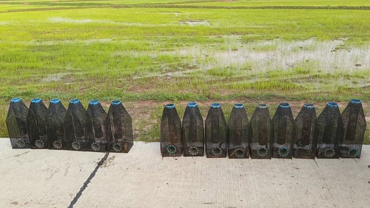 ใส่ตุ้มดักปลาไหล เหยื่อหอยเชอรี่ ดวนกับพ่อใหญ่แจ็ค ใครจะหมานกว่ากัน #อีจู้ดักปลาไหล