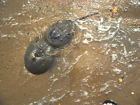 camera iphone 8 plus apk Horseshoe Crabs - Male and Female in Waves