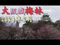【2024年早春】大阪城で梅を観てきたよ！【おまけつき】