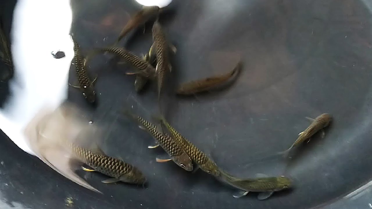 Ujicoba Budidaya IKAN SEMAH di KOLAM TANAH 