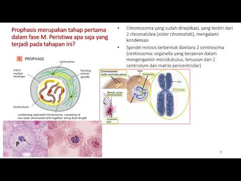 Video: Apa yang dimulai dalam siklus sel?
