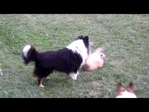 Shelties Phoenix, Newton & Sasha play in the backy...