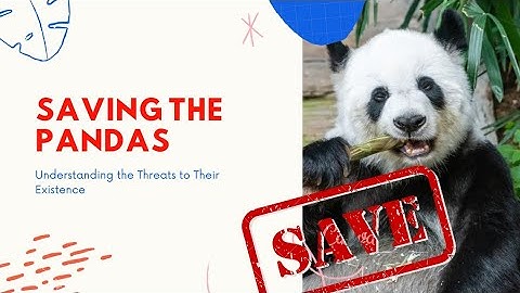 Saving the Pandas: Understanding the Threats to Their Existence