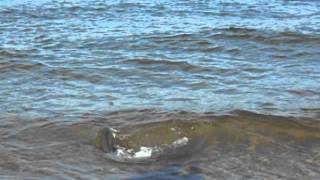 pescando bluefish 2011