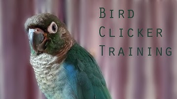 Bird Clicker Training - Green Cheek Conure Session 1