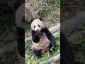 FeiHong, is the grass tasting good?😂#panda #love #funny #fun #cute #healing #animals #shorts