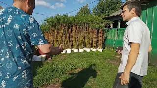 видео: В гостях на плантации ивы у Валерия Кирдяшкина картинка: В гостях на плантации ивы у Валерия Кирдяшкина