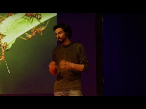 La 2ème loi de la jungle : l'entraide | Pablo Servigne | TEDxENTPE