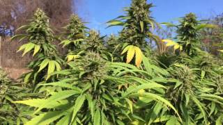 Outdoor medical grow: super lemon haze garden 2016