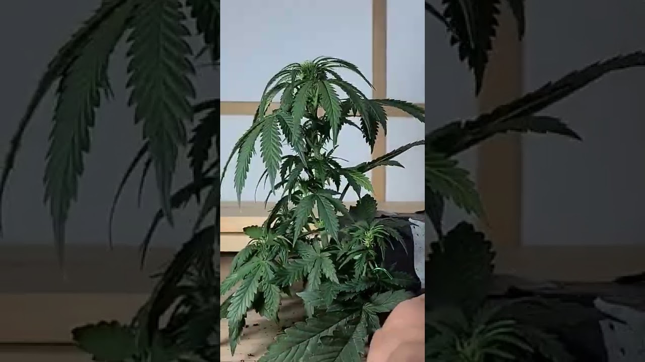 Full video is up on my channel 