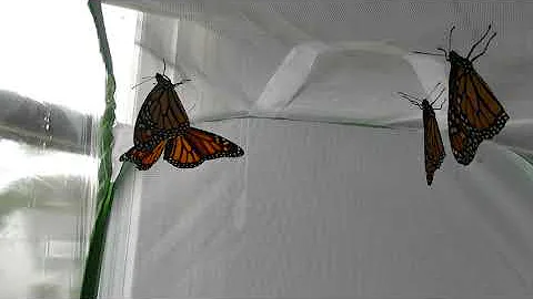 Monarch Butterflies about 4 hours after eclosing