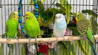 Happy Buddies – Smile & Shine Sounds 😊