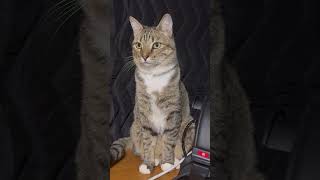 what are you doin?#cute #shortvideos #shortsviral #shortsvideo #shorts #shortvideo #trend #cat #pets