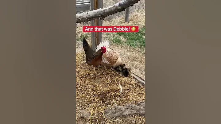 Why Does Debbie The Chicken Have Ducklings???  #sh...