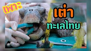 ศูนย์อนุรักษ์เต่าทะเล กองทัพเรือ