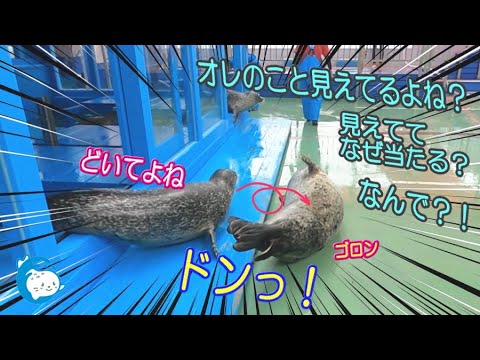 Seal] Master Santa defeats the tomboy with softness (Ise Sea