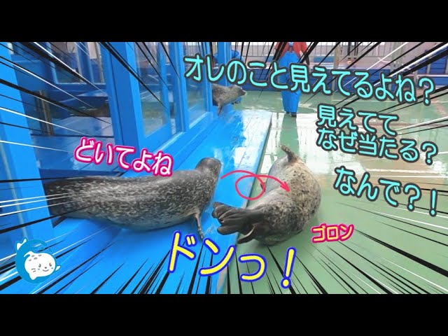 Seal] Master Santa defeats the tomboy with softness (Ise Sea