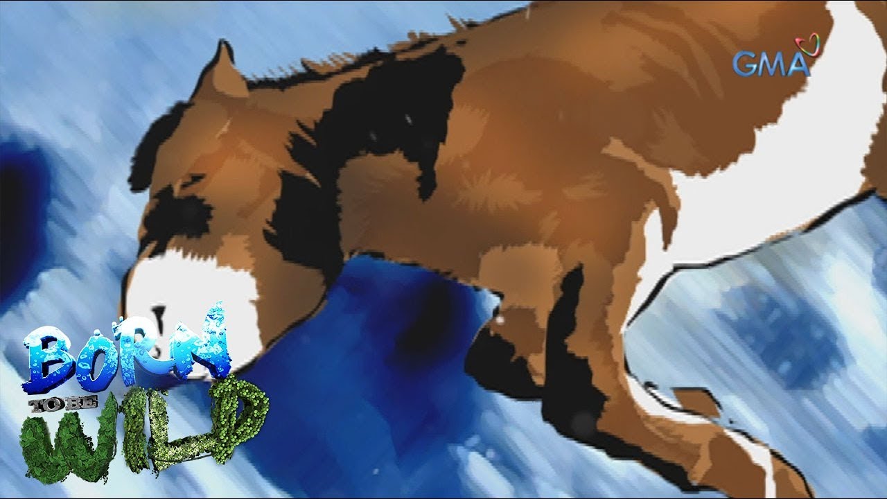 Born to be Wild: The comeback of Przewalski's horse