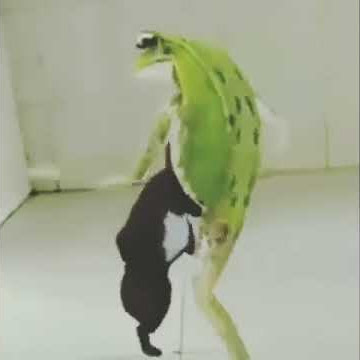 Katak joget sama tikus