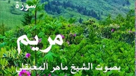 سورة مريم بصوت الشيخ / ماهر المعيقلي 19