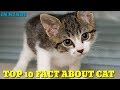 TOP 10 FACT ABOUT CAT IN HINDI  | FLASH FACT |