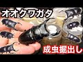 羽化したオオクワガタ掘り出し 菌糸とマットでサイズや形が変わる？【クワガタ飼育】