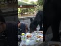 Black bear gatecrashes family picnic in Mexico | ABC News