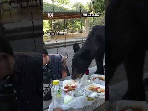 Black bear gatecrashes family picnic in Mexico | ABC News