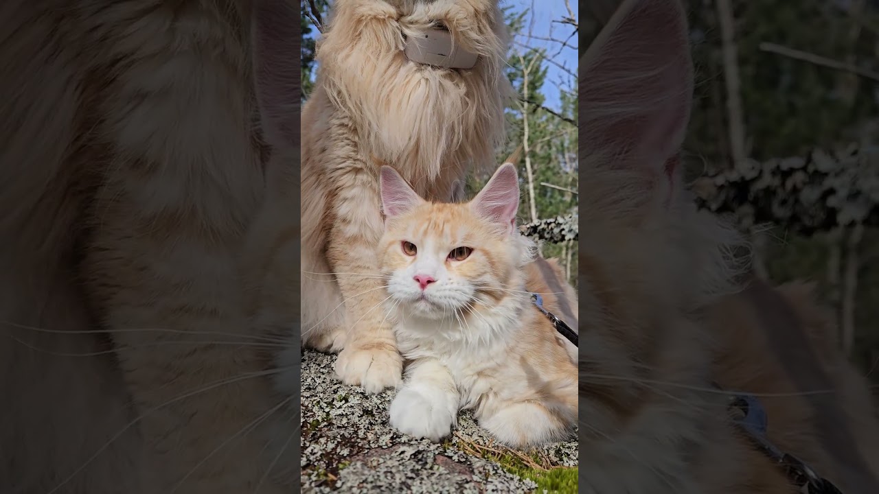 Maine Coons in the Forest