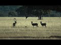 Birding Castila La Mancha Spain October 2021 Los Cabaneros NP and planes