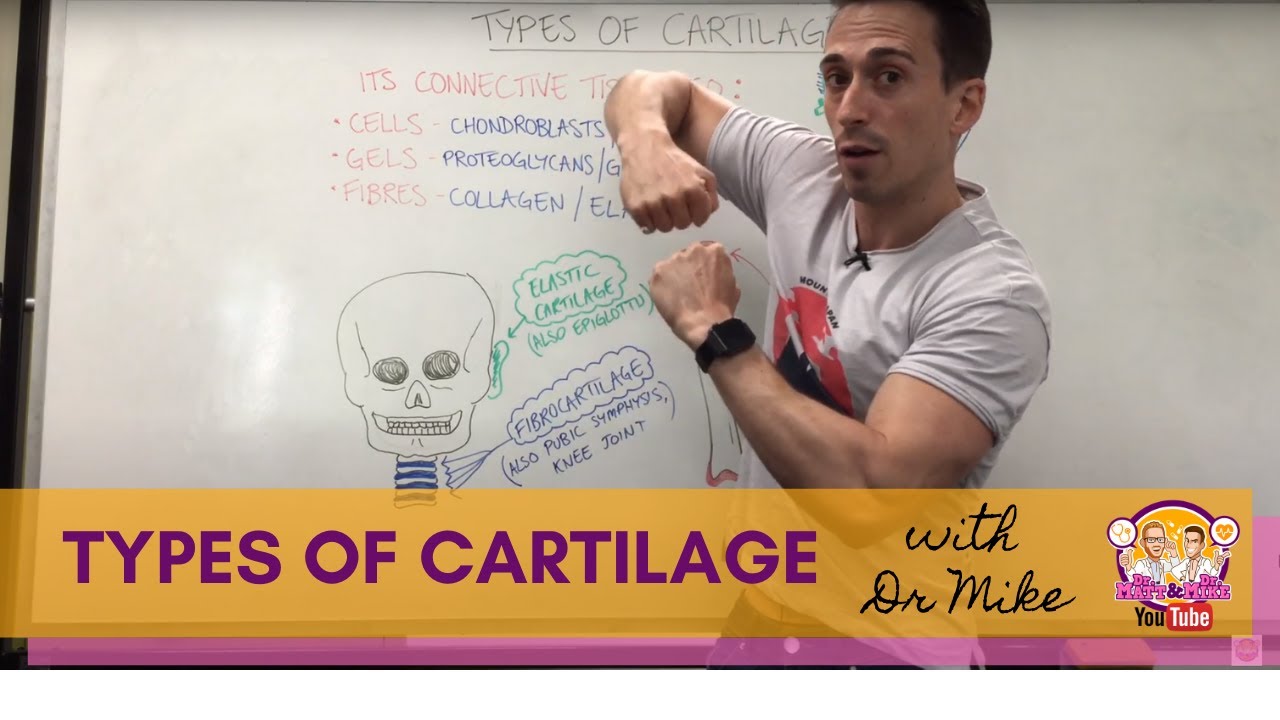 Types Of Cartilage | Hyaline, Elastic, And Fibrocartilage