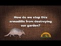 Q&A - How do I stop an armadillo from tearing up my garden?