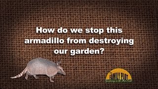Q&A  How do I stop an armadillo from tearing up my garden?