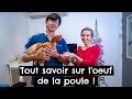 Tout savoir sur loeuf de la poule  