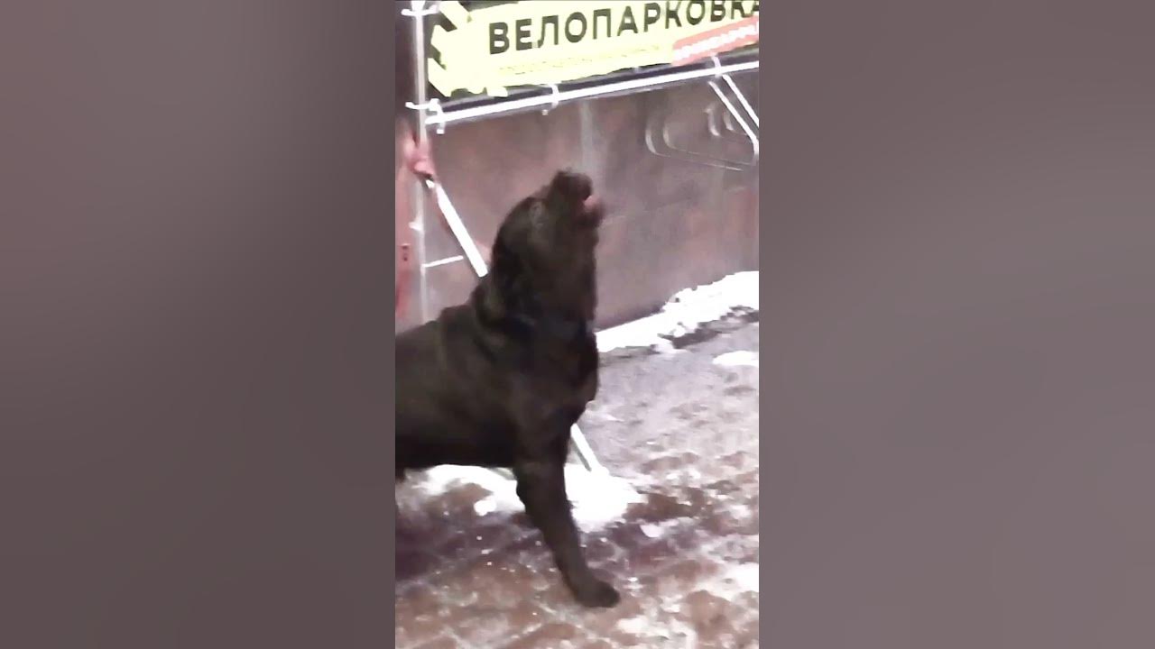 Злой пес - YouTube