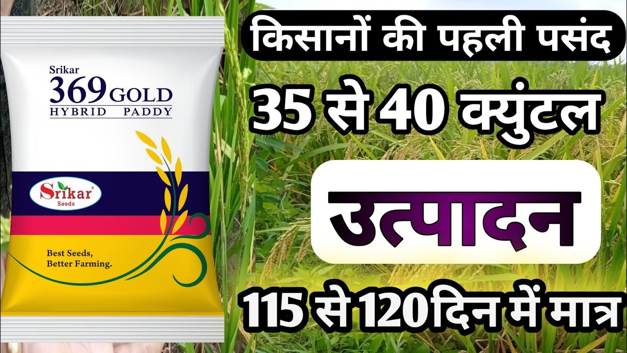369gold।। srikar seed।।115 से 120 का धान।। किसानों की पहली पसंद 369 ...