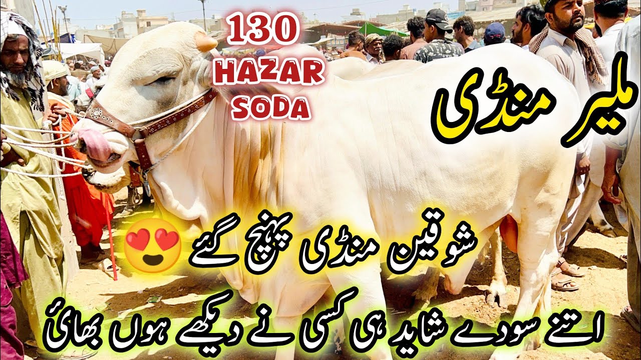 Malir Mandi Karachi Latest Rate Update |15 April 2025 | Shikar Sody Shuru | Cow Mandi Karachi …