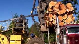Huge log loader takes full load of logs off Peterbilt.