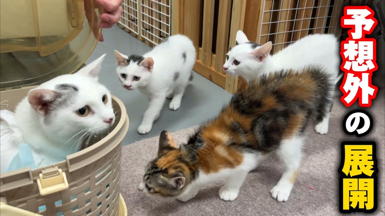 母猫が避妊手術から帰って来た瞬間の子猫たちの反応が予想外すぎました