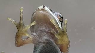 Frog Climbing the Glass Close Up Video Shot.