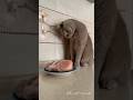 Funny cats 😅#cat#shortsfeed #trendingshorts