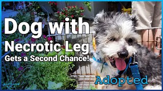 Information Dog with Necrotic Leg Gets a Second Chance! Guide