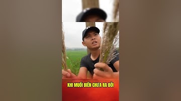 Làm Muối Như Thời Tiền Sử Và Ẩm Thực Cá Lóc Nướng #lkhoa #cauca #amthuc #shorts