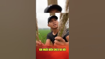 Làm Muối Như Thời Tiền Sử Và Ẩm Thực Cá Lóc Nướng #lkhoa #cauca #amthuc #shorts