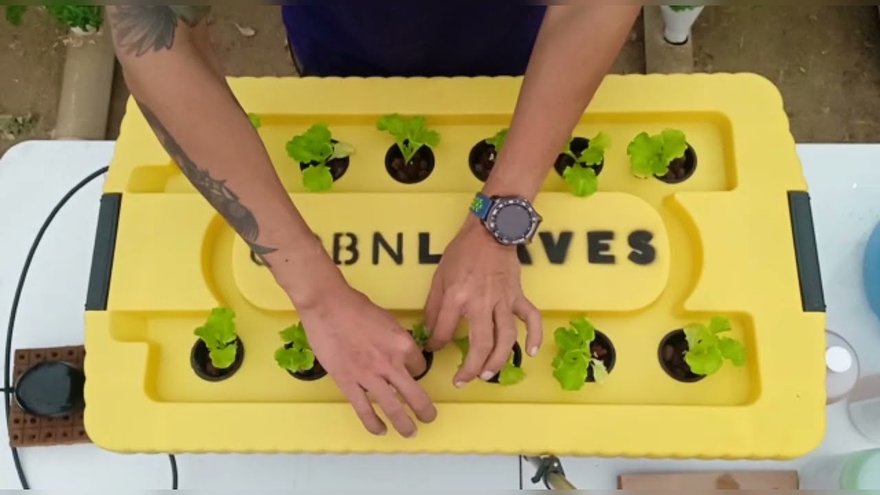 Hidropónia para principiantes- tutorial para sistema DWC autocultivo