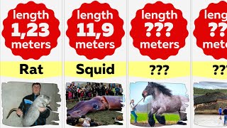 Comparison: 50 Biggest Animals In The World | Abnormally Large Animals by Your Pet's Special 3,085 views 2 years ago 3 minutes, 9 seconds