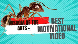 The Wisdom of the Ants - The Best Motivational Video You'll Ever Watch
