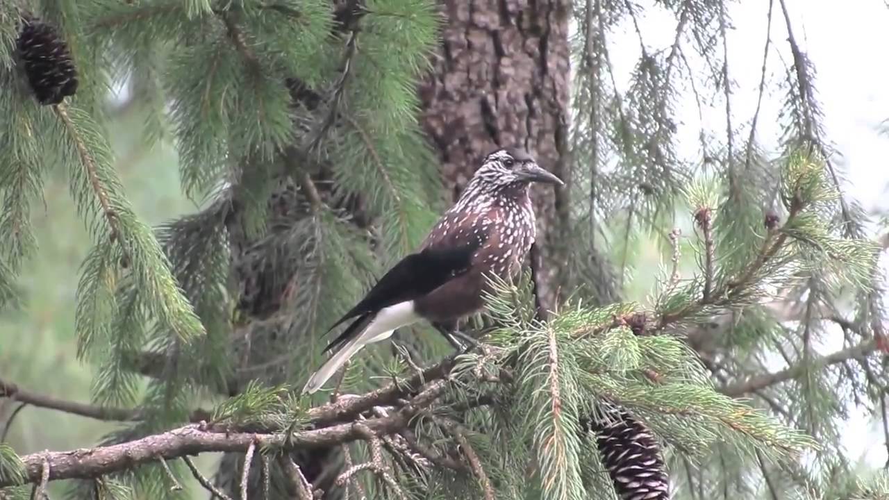The spotted nutcracker or Eurasian nutcracker (Nucifraga caryocatactes)