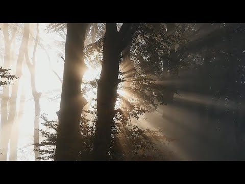 Лес bekijken op YouTube