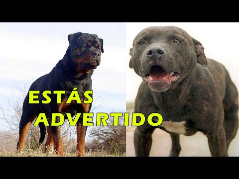 Ni se te ocurra cruzar un pitbull con un rottweiler hqdefault
